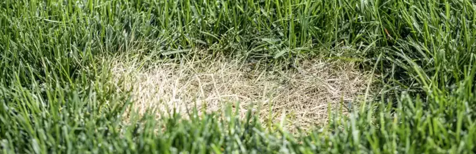 lawn disease