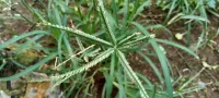 goosegrass