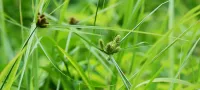 nutsedge