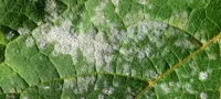 powdery mildew